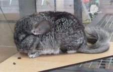 Chinchilla