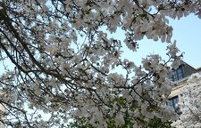 Magnolia "stellata"