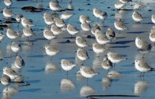 Bécasseaux sanderling 