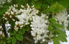 Robinier - faux acacia