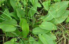 Plantain d
