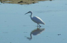 Héron blanc (ou grande aigrette - ardea alba)