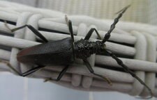 Longicorne 