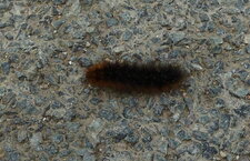 Chenille d