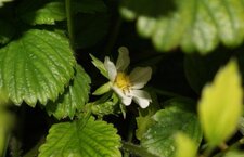 Fleur de mara des bois