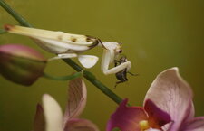 Mante orchidée