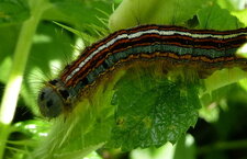 Malacosoma neustria