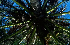 Cocotier (Cuba)