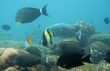 Poissons récifaux