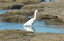 Aigrette garzette