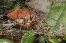 Agelena sp.