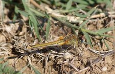 Sympetrum fonscolombii - femelle