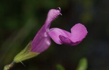 Sauge grahamii - rose