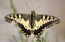 Papilio machaon