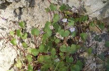 Cymbalaire des murs