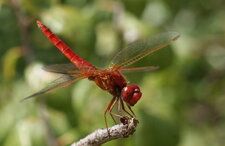 Crocothemis erythraea - mâle