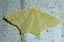 La Phalène du sureau - Ourapteryx sambucaria Noctuelle