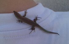 Lézard des murailles