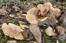 Champignon