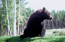 Ours noir du Canada