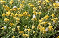 Immortelle des dunes 