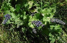 Sauge à feuilles de verveine