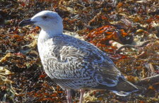Poussin de goéland marin (Larinus marinus)