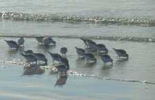 Bécasseaux sanderling
