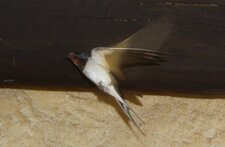 Hirondelle rustique 4