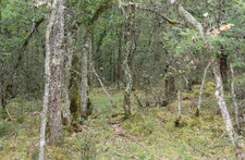 Forêt en Périgord Noir