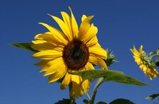 Tournesol