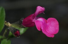 Sauge grahamii - fuschia