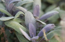 Sauge officinale bicolore