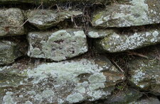 Lichen 