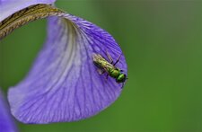 Augochlora sp. ?