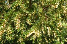 If (Taxus)