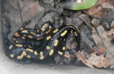Famille de salamandres tachetées