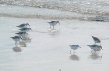 Bécasseaux sanderling