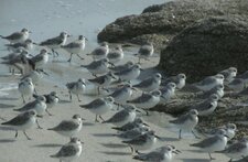 Bécasseaux sanderling