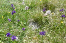Orchis bouffon (anacamptis morio)