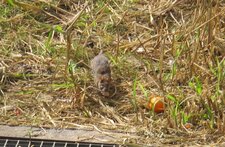 rat, rattus norvegicus