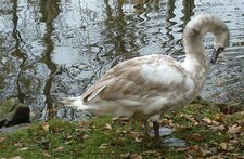 Jeune cygne tuberculé