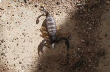 Scorpion à queue jaune, scorpion à pattes jaunes, Euscorpius flavicaudis