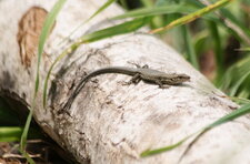 Lézard des murailles - sous réserve