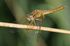 Crocothémis écarlate - femelle