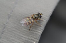 Syrphe