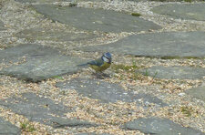 Mésange bleue
