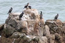 Grands cormorans 