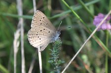 Azuré des mouillères (Maculinea alcon alcon)