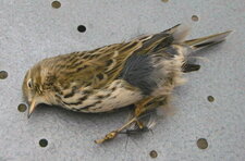 Pipit des arbres